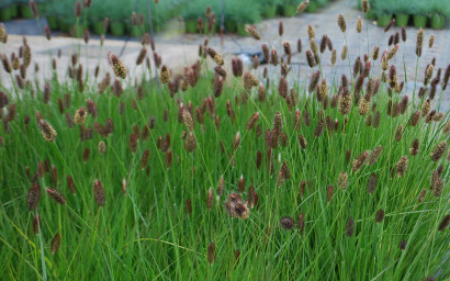 pennisetum massaicum "red bunny suits"